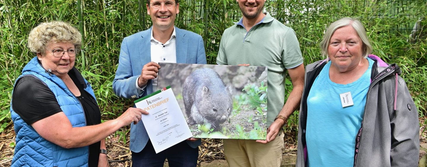 Ein Wombat im Zoo Halle: Dr. Alexander Vogt übernimmt Patenschaft