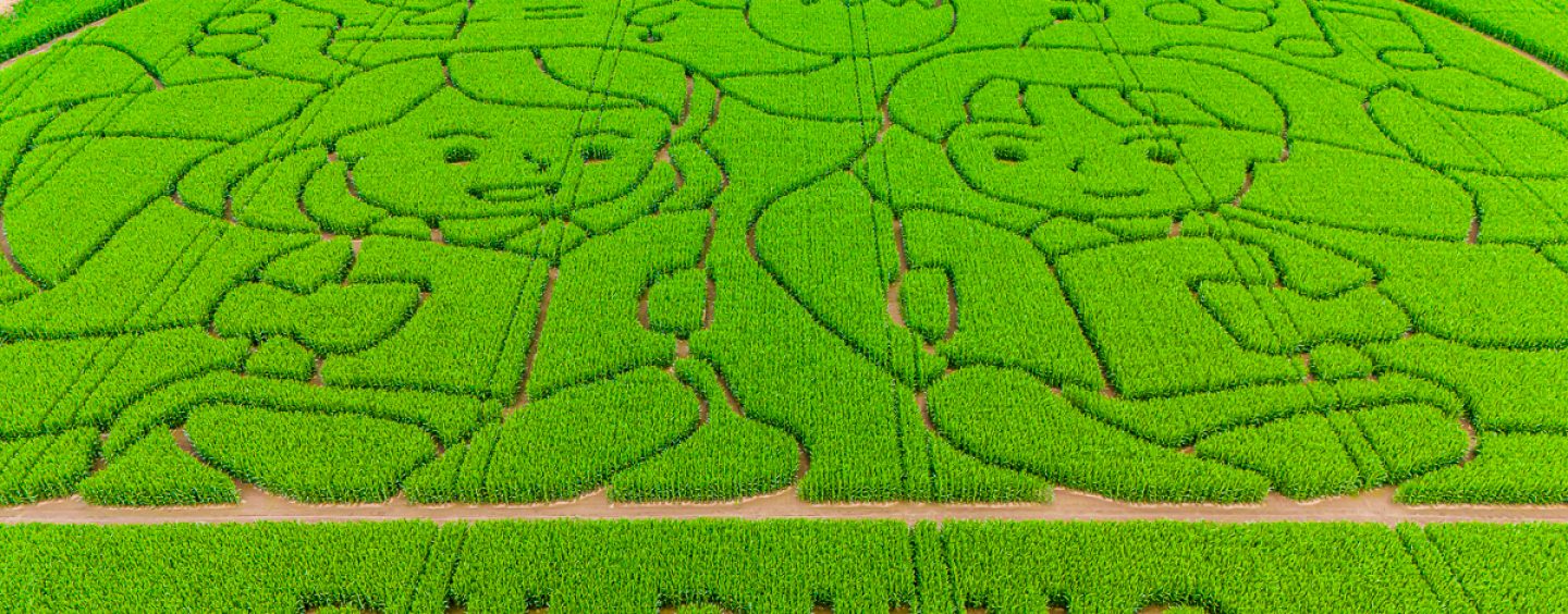 Maislabyrinth auf dem Petersberg begeistert Jung und Alt