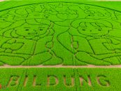 Maislabyrinth auf dem Petersberg begeistert Jung und Alt