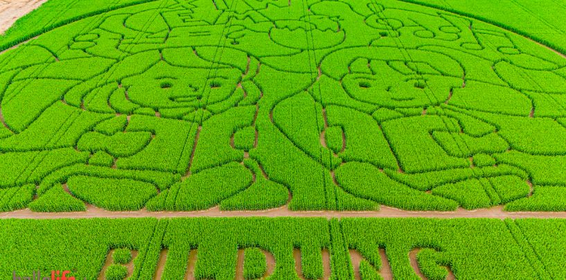 Verirren für den guten Zweck – Maislabyrinth öffnet