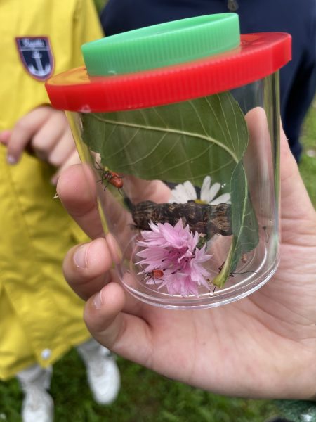 Insektenprojekt mit Beobachtung_ Lea Eberhardt