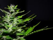 Neue Grenzwerte zu Cannabis am Steuer gebilligt